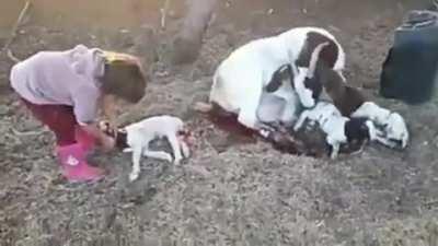 This young girl helping a goat deliver its baby