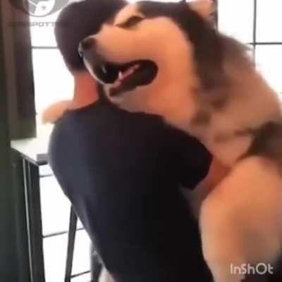 Fluffy puppy malamute cuddle time