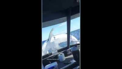 Mako Shark comes to say hello to some fisherman