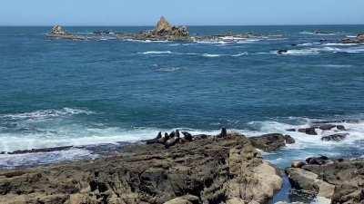 Pack of sea lions barking up a storm at Cape Arago on the Oregon coast