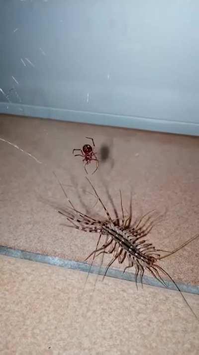 House centipede stuck in a spiderweb has one of its legs amputated.