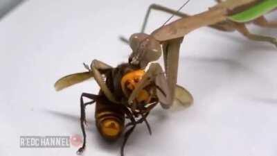 Mantis gives zero fu*ks for the Murder Hornet