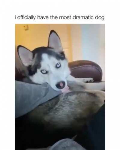 The most dramatic dog