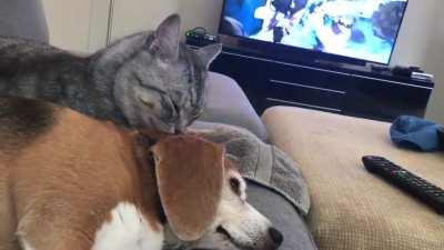 She lost her beagle brother a few months ago. Her cat brother takes care of her.