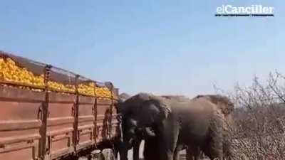 A Giraffe Helping A Turtle To Walk Fast Natureisf