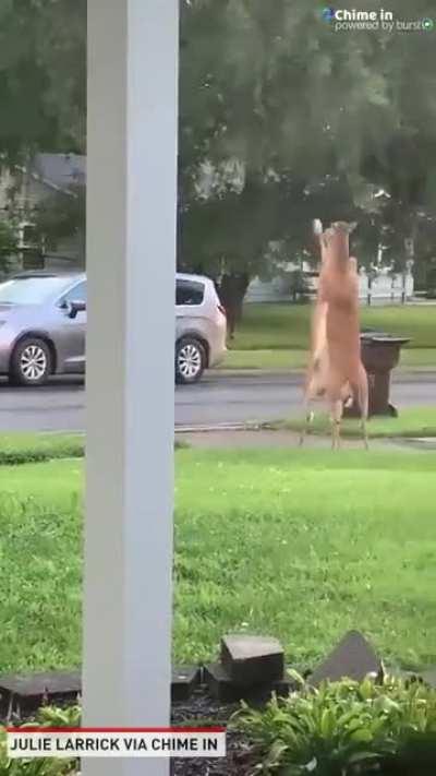 🔥 A couple of deer fighting in the front yard, Loveland, Ohio...