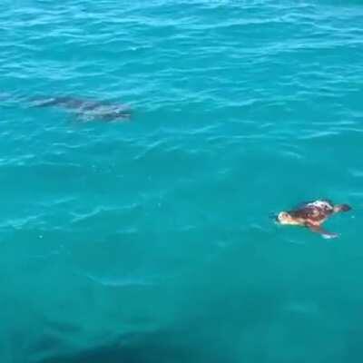 Turtle defends itself against a shark attack