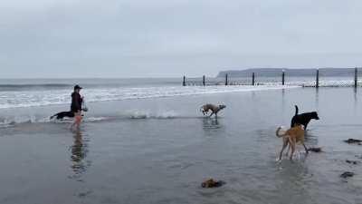 A Greyhound has entered the beach