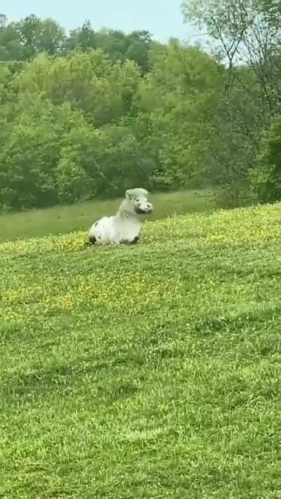 This Headbanging Pony