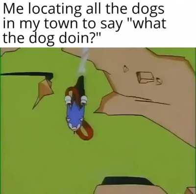 What the dog doin?