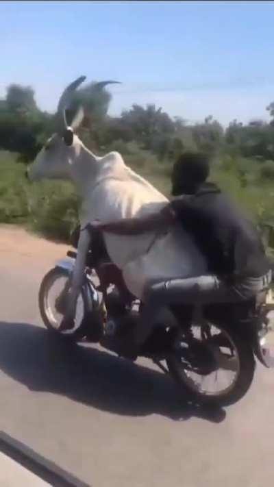 Cow on two-wheeler 