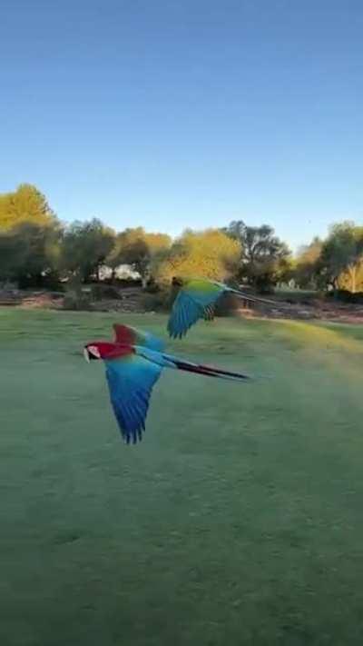 Majestic Macaw's free flight