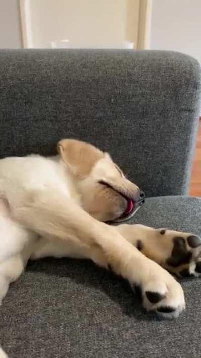 Puppy dreams