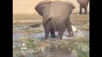 🔥 Watch this elephant beating the living crap out of a crocodile.