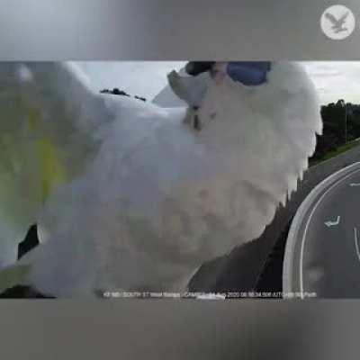 Parrot plays with traffic camera in Australia