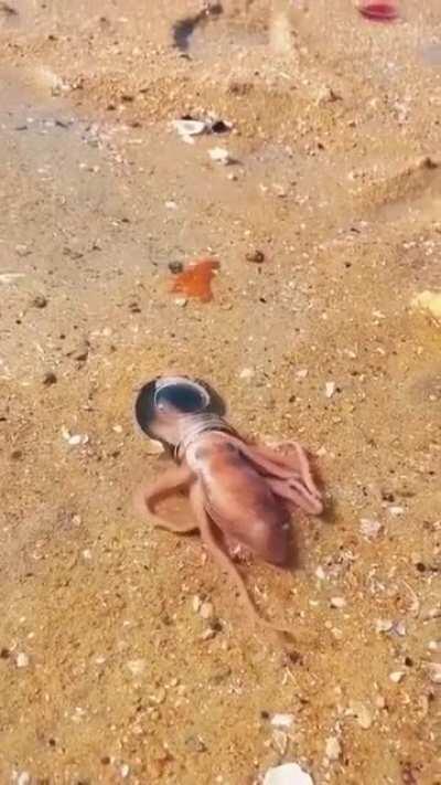 🔥 An octopus has no bones and can squeeze into anything it’s beak will fit into.