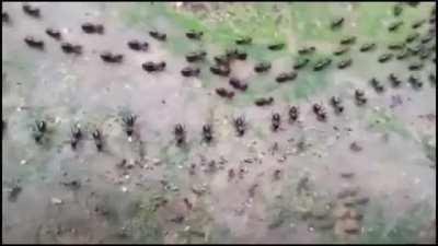 Truce between termites (top) and ants (bottom) with each side having its own line of guards.