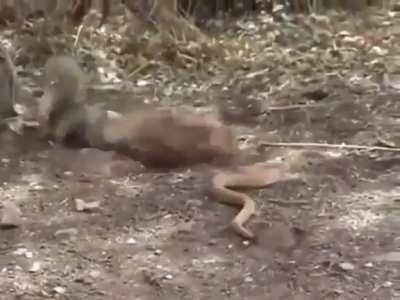 Adult ground squirrels are immune to rattlesnake venom, so they will actively antagonize the snakes in order to distract them from a nest full of babies who haven’t developed the resistance yet