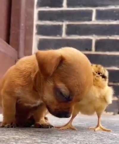 Chick snuggles up to sleepy puppy.