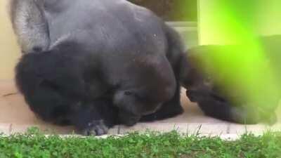 Gorilla and his son checking out a caterpillar