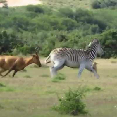 this zebra is an asshole