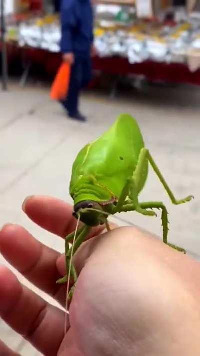 Leaf katydid song