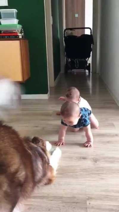 Doggo makes baby twins giggle