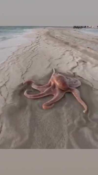 Octopus moving across the sand...