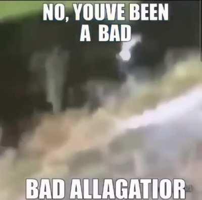 Alfis Alligator?!