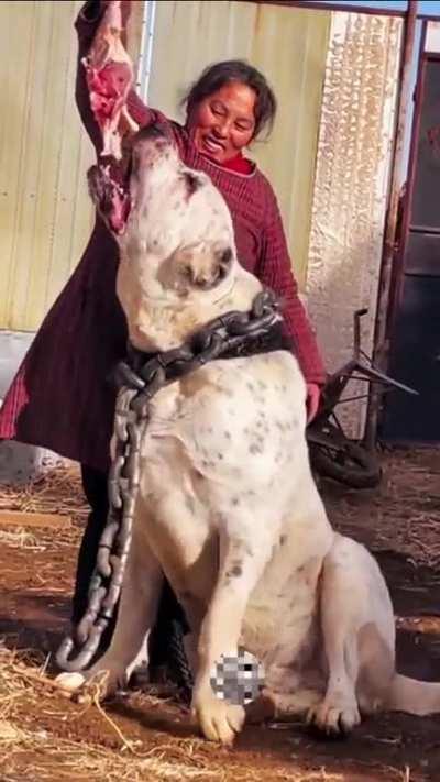 The Central Asian Shepherd Dog is possibly the oldest breed in existence today, and the breed's ancestry can be traced back over 5,000 years. They're closely related to the Tibetan Mastiff.