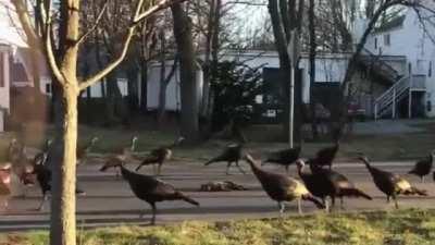 Wild turkeys walking in a circle around a dead cat in the middle of the road in Massachusetts