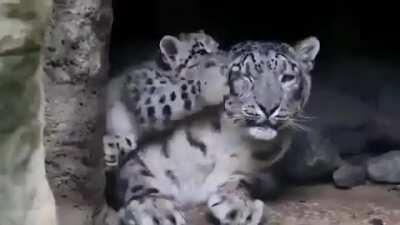 Baby snow leopard annoying mom