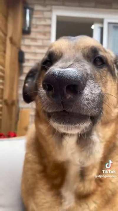 Good boy tries cauliflower