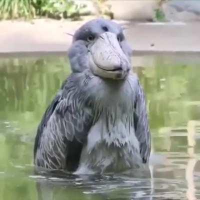 🔥 The shoebill stork is a very large bird, whose approximate size is up to 1.2 m, wingspan - 2 m, and weight - up to 7 kg.