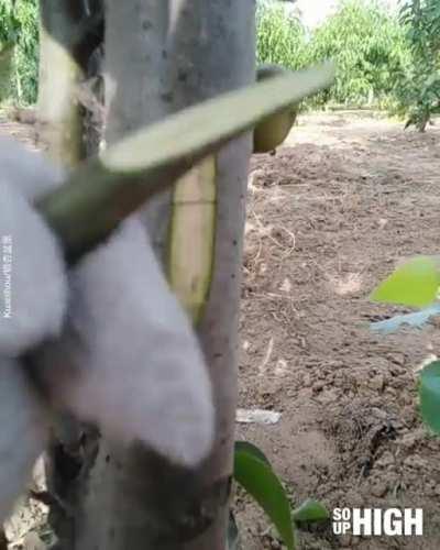 Fruit tree grafting