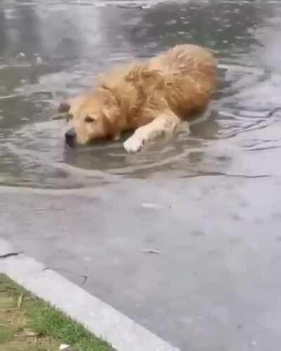 dog enjoying the simple things