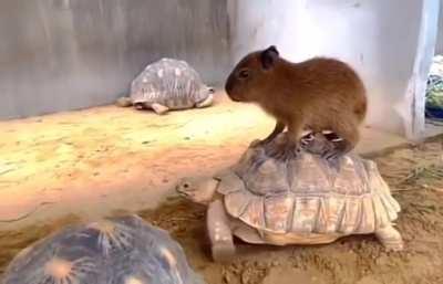 Baby capybara riding a tortoise [OC]