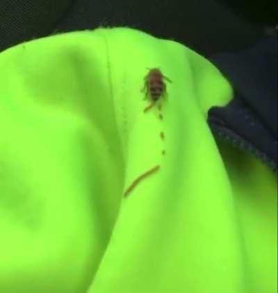 &quot;a bee just fuckin shat on me&quot;