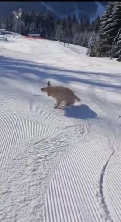 This Good Boy Is Having The Best Day Ever