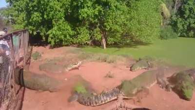 Crocodile Rips Off and Eats Other Crocodile's Foot