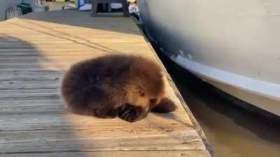 Fluffy otter pup rejoins mom in the water