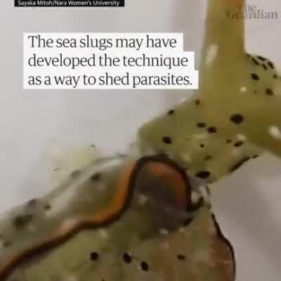 Sea Slugs