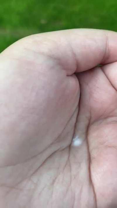 Super short video but what is this adorable fairy looking bug? [PA]