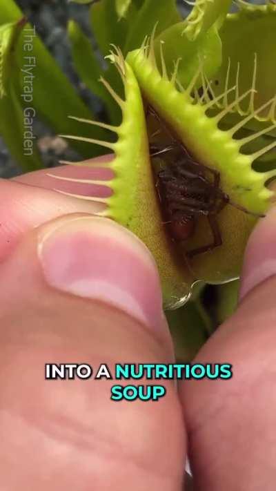 Ever wanted to see how the stomach on a Venus Fly Trap works? Here’s your chance!