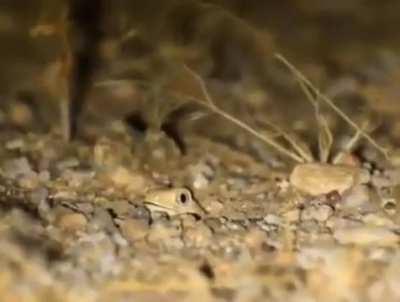 ð¥ Meet the Australian thick-tailed or &quot;barking gecko&quot;