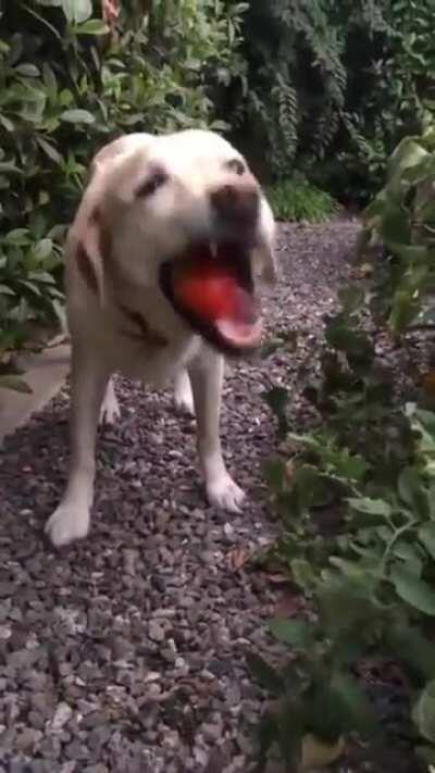 He likes tomatoes😍