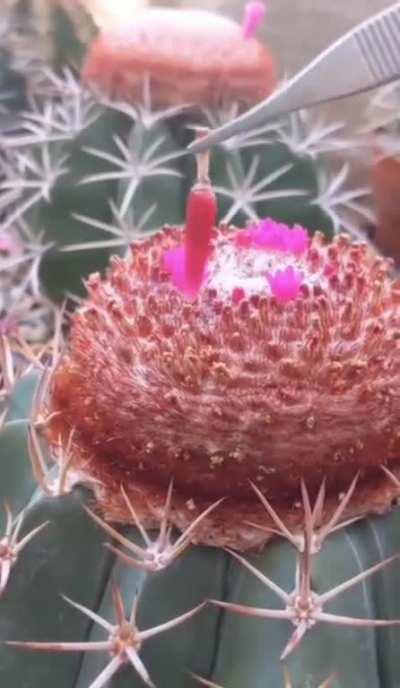 Extracting fruit from melocactus