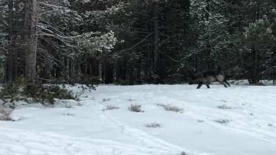 Wapiti wolf pack hunting bison