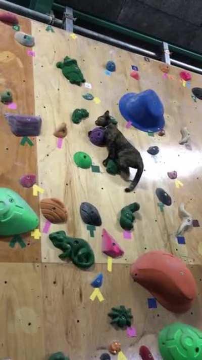 Lala, the rescue cat, shows off her amazing rock climbing talent