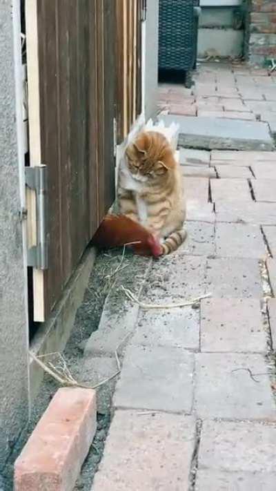 Ever wondered how farm cats get entertained?